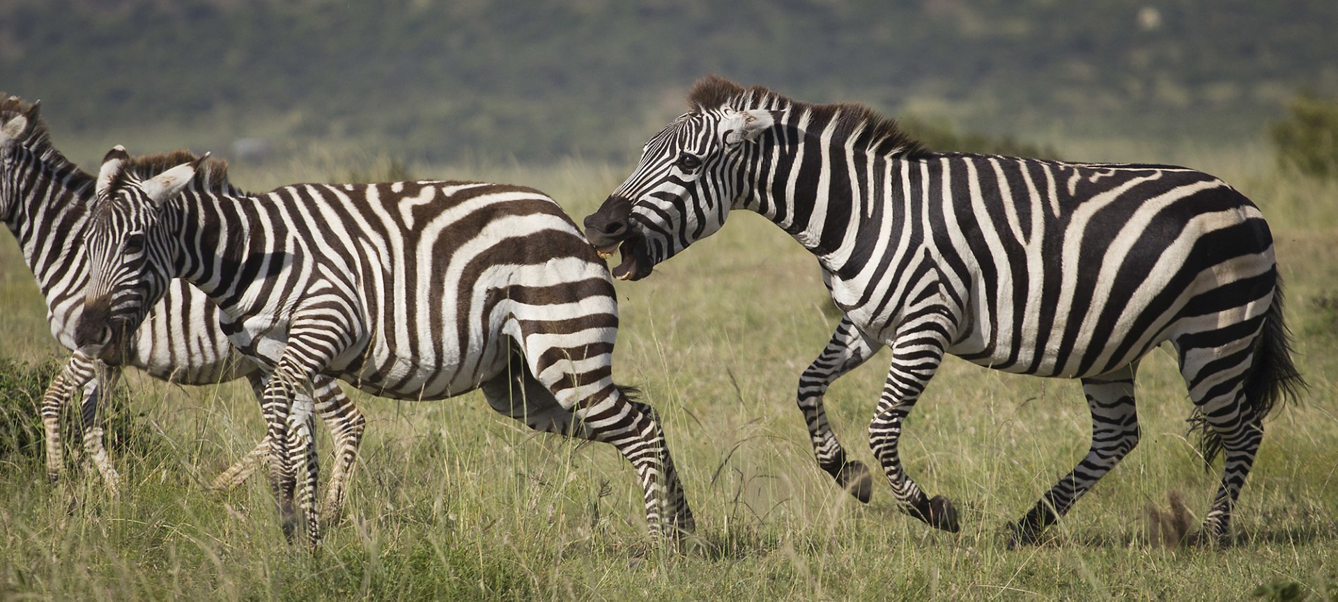 Zebra's